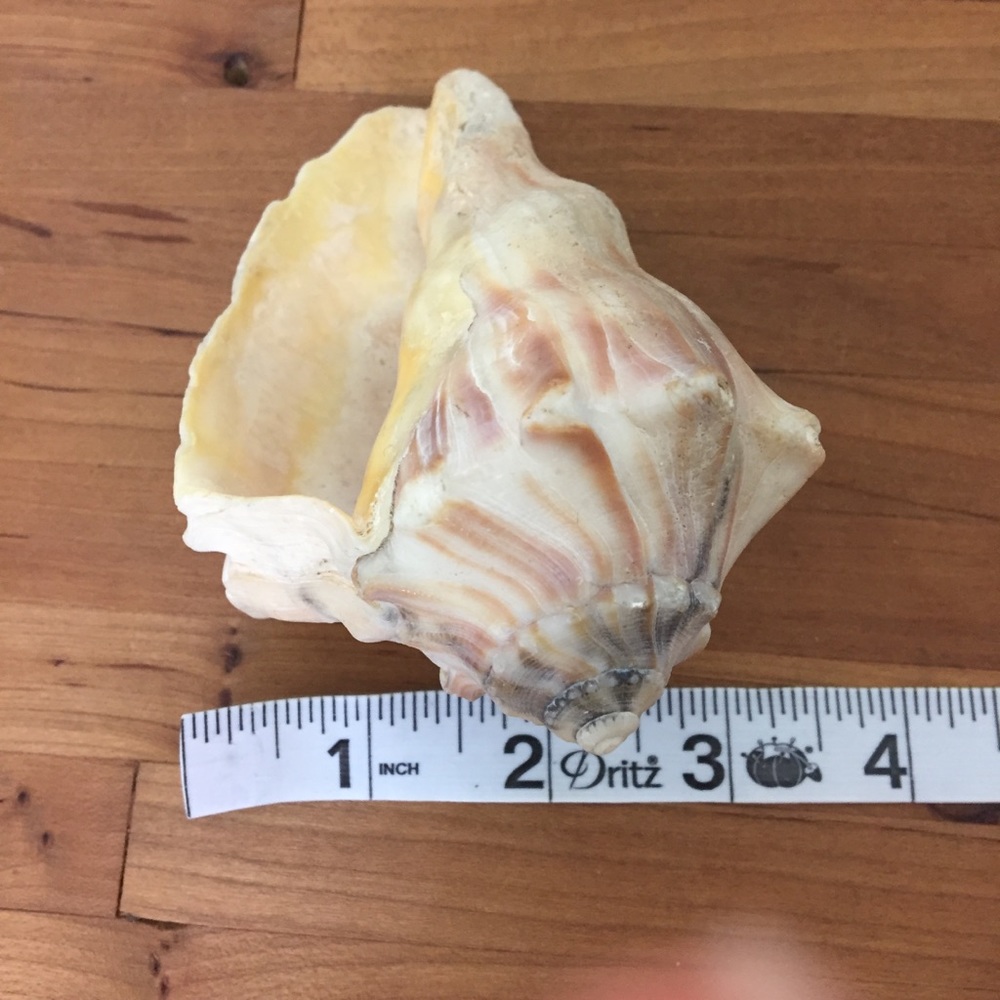 Beautiful Real Seashell - Picture 12 of 12